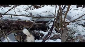 Охота на Енотовидную собаку 2023.