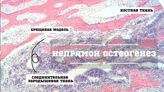 Введение в анатомию (часть 1): плоскости, оси, кость как орган, классификация костей смотреть онлайн