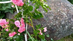 РОЗА ЛЕ КАТР СЕЗОН /4 сезона/ В МОЁМ САДУ .