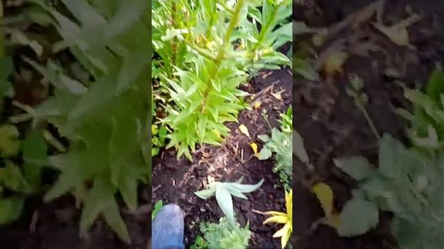 #квіти #квітник #лілії #кінза #коріандр #кмин #юка #гортензія #котовник #м'ята #ехінацея #бругмансі