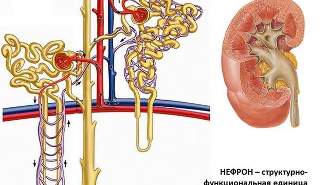 Введение в функциональную анатомию  Часть 1