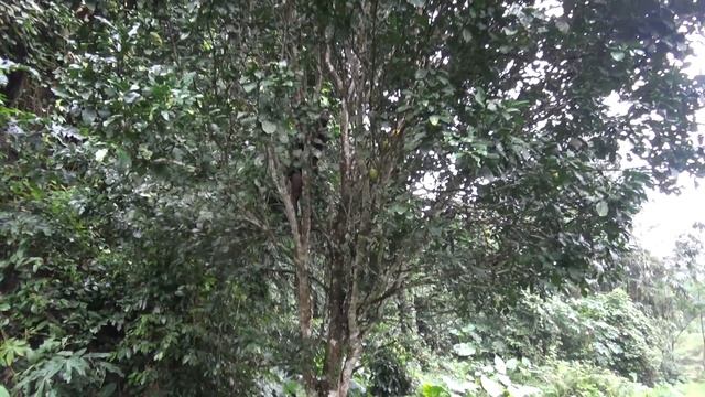 Primitive Life - Finding Fruit in the rainforest meet forest people смотреть онлайн