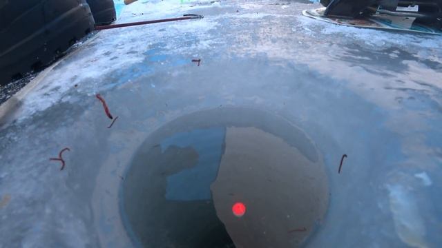 Озеро Червяное ловля Сига- Опарыш или Мотыль. что лучше?