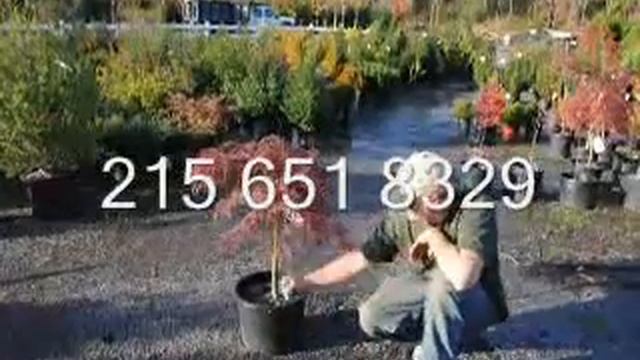 Great trees and shrubs with red foliage We Sell смотреть онлайн