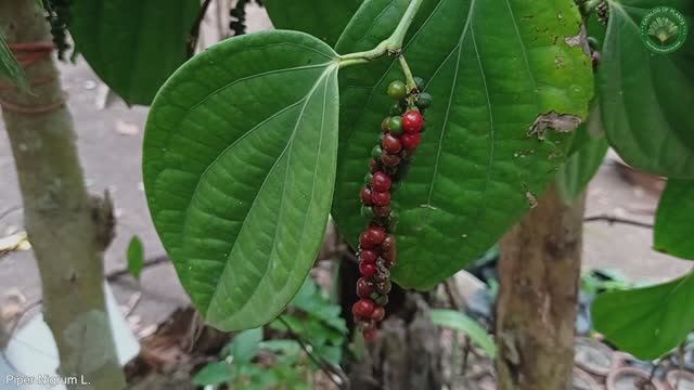 Piper Nigrum L. | Culinary Spices | ?? Panama | смотреть онлайн