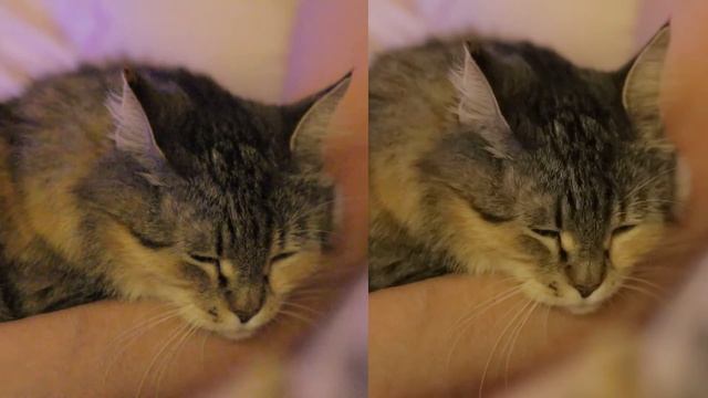 Canon 7D MarkII. ISO 25600. 2 смотреть онлайн