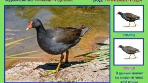 Камышница. Голоса птиц