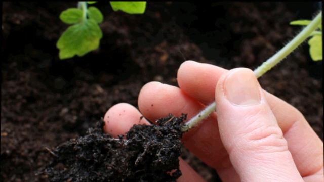 Почему рассада не растет после пикировки смотреть онлайн