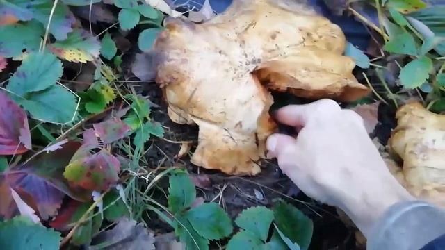 Чудо свинухи выросли на даче. смотреть онлайн