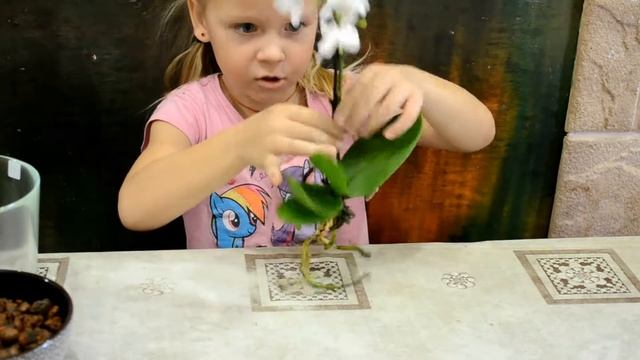 Я сажаю свою первую орхидею!!!! смотреть онлайн