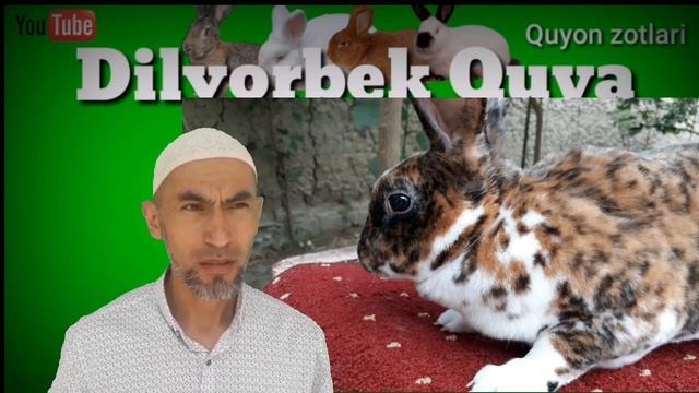 Reks. Quyon zotlari. Порода кроликов Рекс. Breeds of rabbits rex. смотреть онлайн