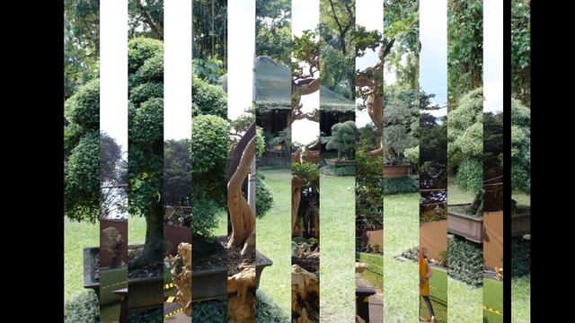 Pterocarpus indicus смотреть онлайн