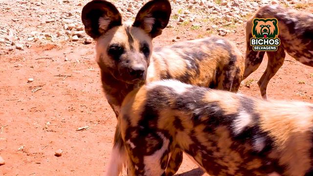 A SELVAGEM VIDA DOS CÃES SELVAGENS