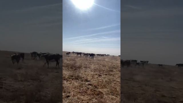 Самый большой бык в стаде 7 лет