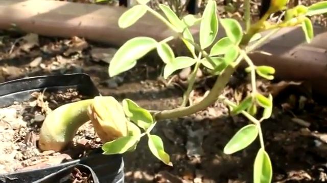 Growing Moringa Drouhardii Trees (Madagascar Africa) смотреть онлайн