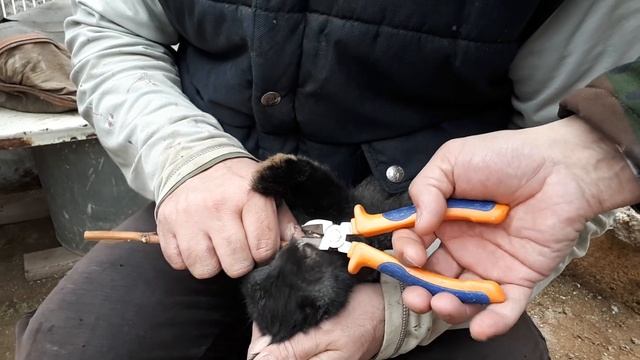 Саблезубость у кролика смотреть онлайн