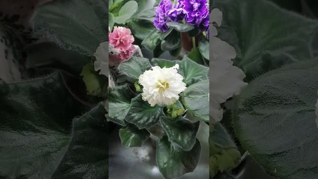 Фиалки. Цветение моих фиалок на одной из полок 5.06.2023. Продаю листовые черенки и детки. смотреть онлайн