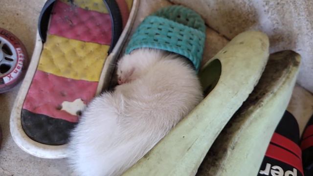 Милые Кошки и Котята спят на Тапочках🥰