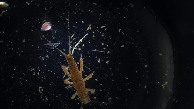 Plecoptera смотреть онлайн