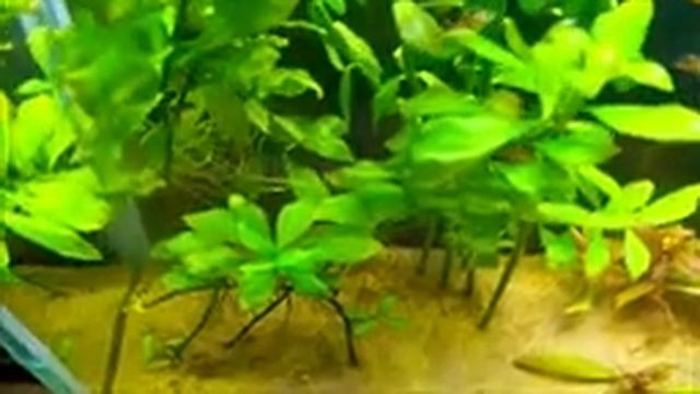 #Тестовый_аквариум_10L Питательная подложка биогумус. Три месяца после запуска. смотреть онлайн