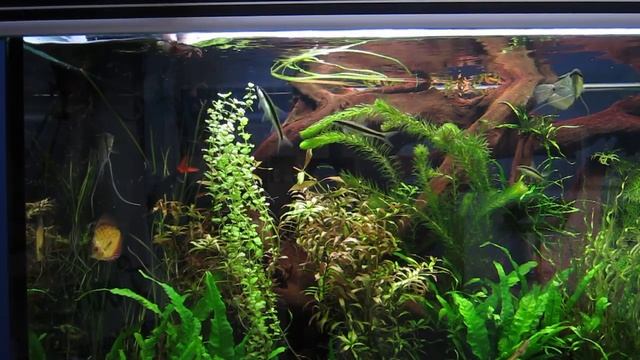 BLOOD-WORM MASSACRE! (Not really, these fish are just really keen!). смотреть онлайн