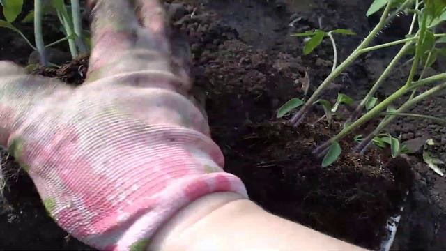 КОРНИ ТОМАТОВ ПОСЛЕ ПОСЕВА В КОКОСОВЫЙ СУБСТРАТ смотреть онлайн