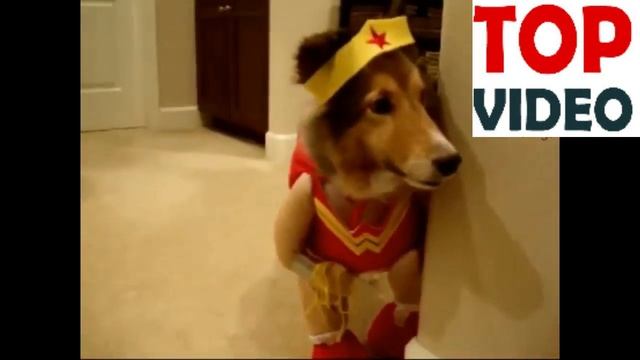 #Cats and #dogs wearing #Halloween #costumes #Funny смешные костюмы собак и кошек смотреть всем смотреть онлайн