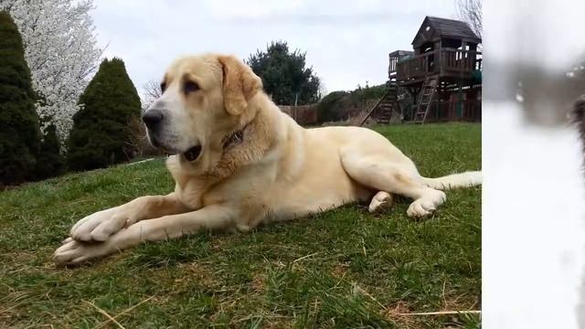 Описание и особенности породы алабай смотреть онлайн