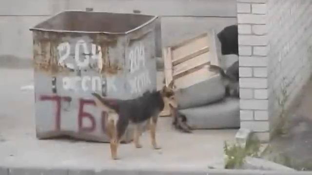 Собаки охотятся на крыс смотреть онлайн