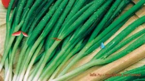 Лук батун Апрельский (aprelskii) ? батун лук Апрельский обзор: как сажать, семена лука Апрельский