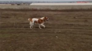 Собачьи бои. Тренировки Азиатских волкодав чемпионов