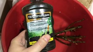 Купила розу с огромной скидкой | Как реанимировать РОЗЫ | Растения из Obi