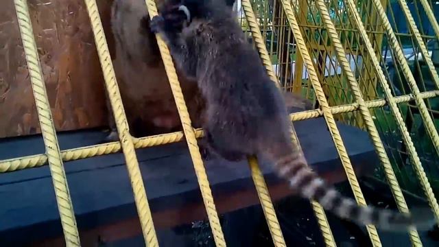 Побег из Зоопарка в Барнауле смотреть онлайн