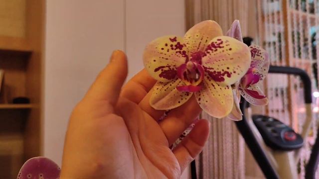 Орхидея фаленопсис Frontera / Фронтера 🌸 #голландскиеорхидеи#орхидеифаленопсис#фронтера смотреть онлайн