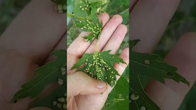 Галловый клещ на клене смотреть онлайн