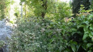 Декоративный лук джусай осенью.  Как его приструнить!