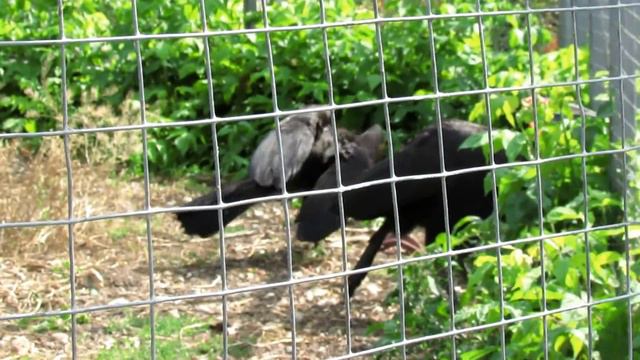 Кафрский рогатый ворон. Southern ground hornbill. смотреть онлайн