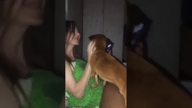 Моя единственная любовь #доберман #карликовый смотреть онлайн