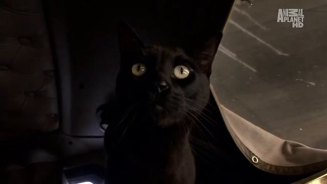 Бомбейская кошка - Bombay cat смотреть онлайн