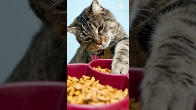Почему коты закапывают свою миску? #shorts смотреть онлайн