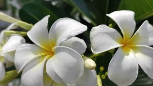 Плюмерия или франжипани. Plumeria or frangipani.