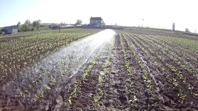 Спрей шланг(роса) (Голден Спрей) Уникальное видео смотреть онлайн