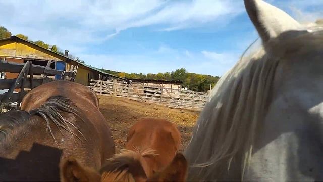 ЧТО Я СДЕЛАЛА, увидев закрытых в загоне лошадей..