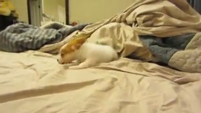 Cute Papillon Red/Sable & White Female - 10 Weeks смотреть онлайн