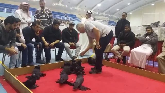 ДЕКОРАТИВНЫЕ ГОЛУБИ / БУХАРСКИЕ БАРАБАНЩИКИ / PIGEONS / TAUBE #Gulsarinfo© смотреть онлайн