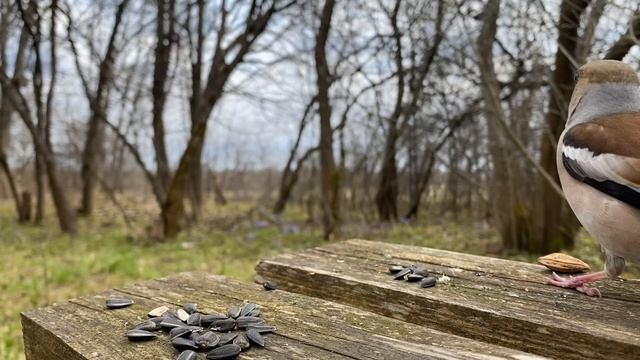 Дубоносы и зеленушки в саду смотреть онлайн