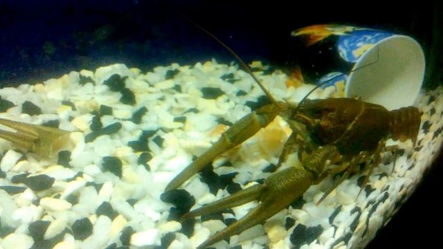 Что едят раки смотреть онлайн