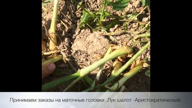 Лук шалот . Готов к уборе и сушке. смотреть онлайн