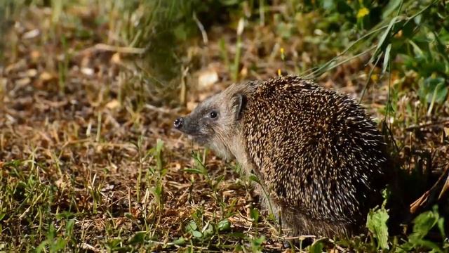 Михаил Пришвин | Ежовые рукавицы смотреть онлайн