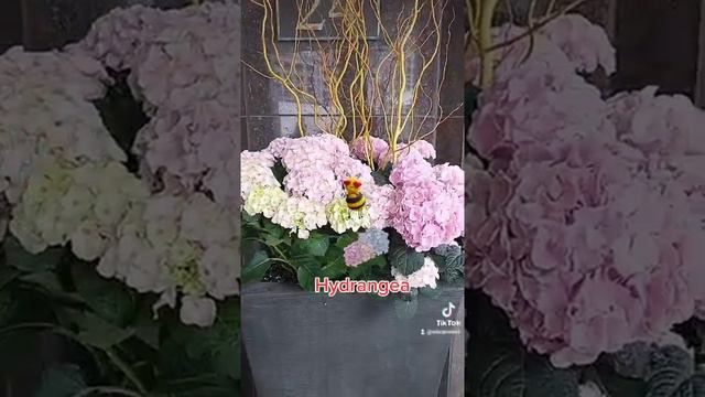BEAUTIFUL HYDRANGEAS #hydrangea #nature #nature #flowers #plants смотреть онлайн